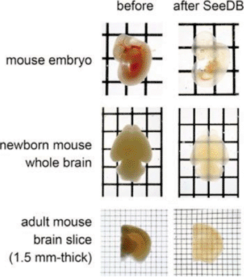 Image: Various mouse tissues before and after immersion in SeeDB (Photo courtesy of RIKEN).